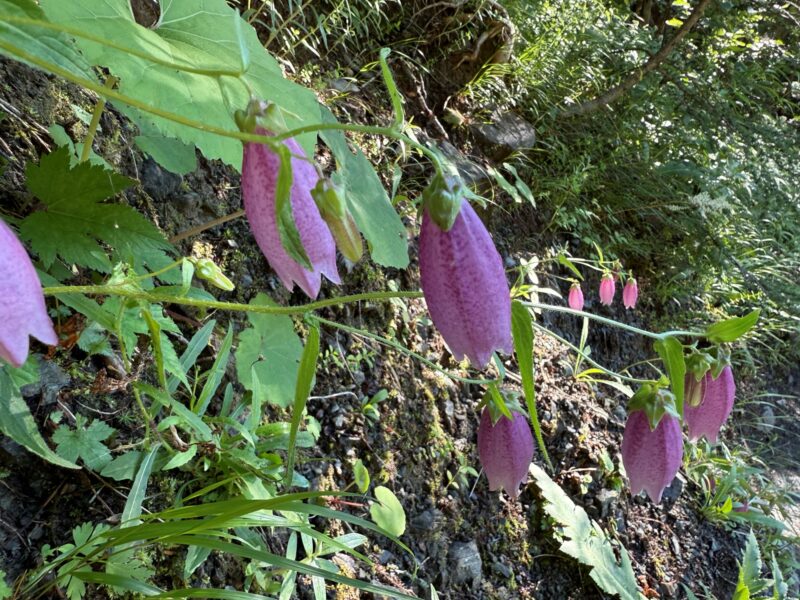 新しい睡眠薬（オレキシン受容体拮抗薬DORA）が使用できるようになりました：ボルノレキサント（ボルズィ）のアイキャッチ画像