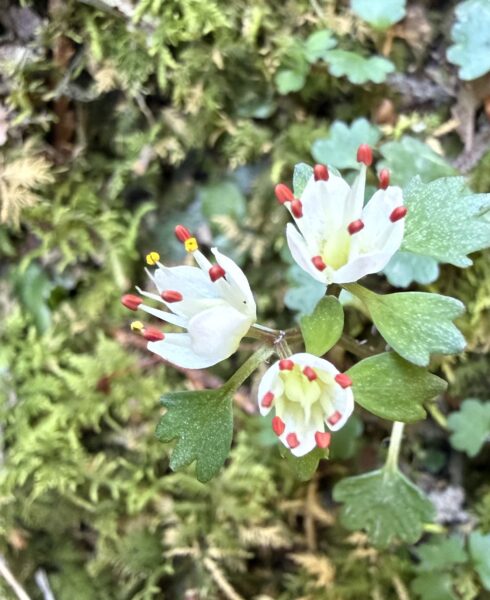 乳児の頭部外傷　どのような時に注意すべきか：私たちの検討からのアイキャッチ画像